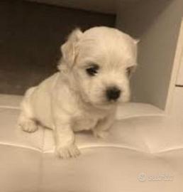 Cucciola Maltipoo molto graziosa