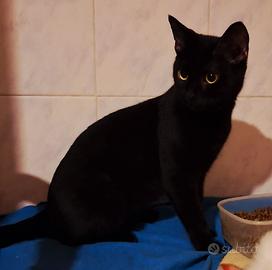 Gatta intera mix sphynx 14 mesi