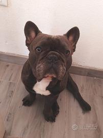 Bulldog Francese per monta