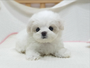 cucciolo-di-maltese-con-pedigree