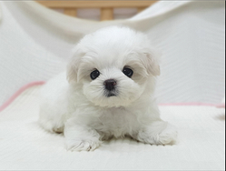 Cucciolo di maltese con pedigree