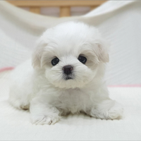 Cucciolo di maltese con pedigree