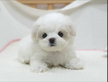 Cucciolo di maltese con pedigree