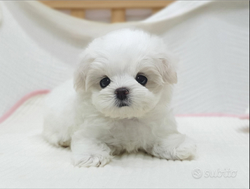 Cucciolo di maltese con pedigree