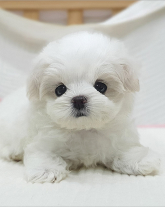 Cucciolo di maltese con pedigree
