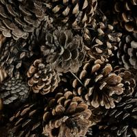 100 pigne per addobbi Naralizi