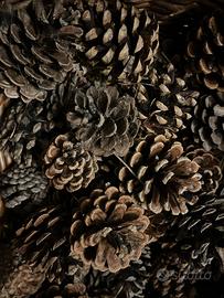 100 pigne per addobbi Naralizi