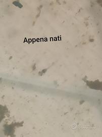 Corydoras Bronze – Nati il 20/10/2026