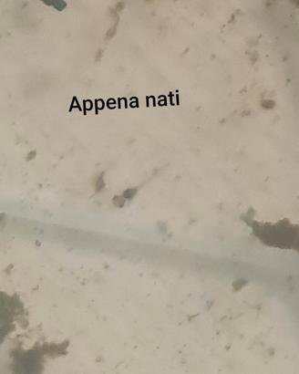 Corydoras Bronze – Nati il 20/10/2026