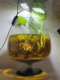 Betta splendens con Acquario