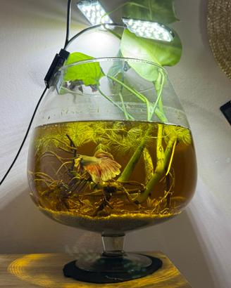 Betta splendens con Acquario