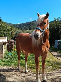 Cavallo Haflinger Intero