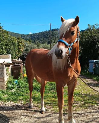 Cavallo Haflinger Intero