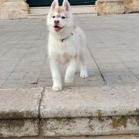 Cucciolo siberian husky
