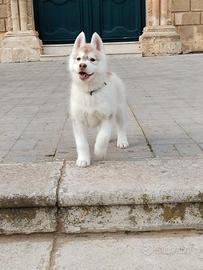 Cucciolo siberian husky