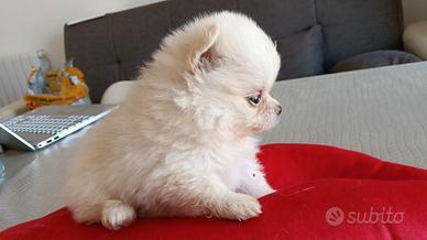 Cuccioli di Pomerania con pedigree ENCI
