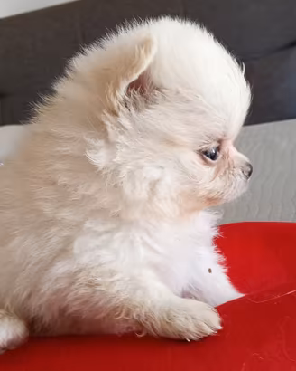 Cuccioli di Pomerania con pedigree ENCI