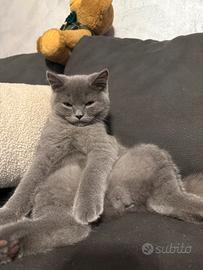 British shorthair