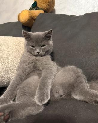 British shorthair