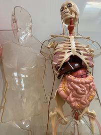 Modellino anatomico