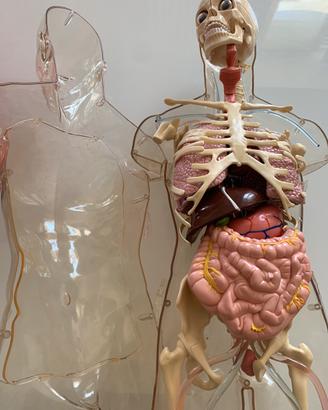 Modellino anatomico