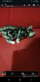 Gattino maschio
