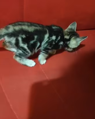 Gattino maschio