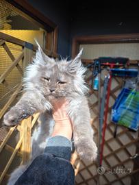 Maine coon