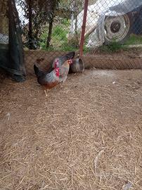 Galline livornesi
