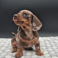 Bassotto nano/kaninchen