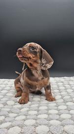 Bassotto nano/kaninchen