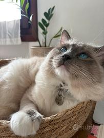 Gatto ragdoll blue point mitted per accoppiamenti