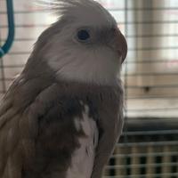 2 calopsita maschi pappagalli