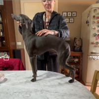 Piccolo Levriero Italiano - maschio, 8 mesi