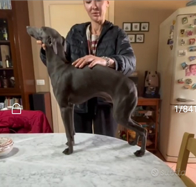 Piccolo Levriero Italiano - maschio, 8 mesi