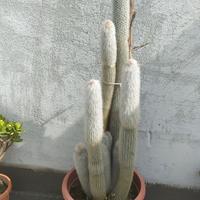 Cactus coda di scimmia 