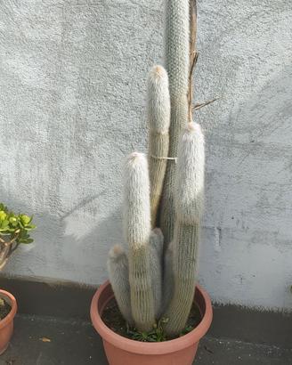 Cactus coda di scimmia 