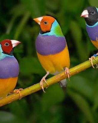 Diamante di gould