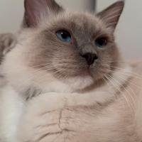 Gatto Ragdoll maschio per monta