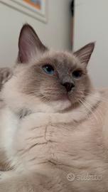 Gatto Ragdoll maschio per monta