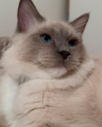 Gatto Ragdoll maschio per monta