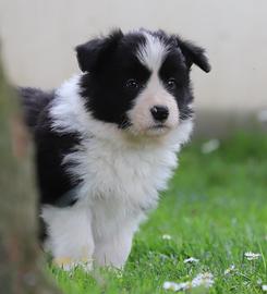 Border collie alta genealogia