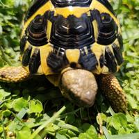 Tartaruga Testudo Hermanni Maschio 40/2020