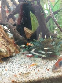 Avannotti guppy