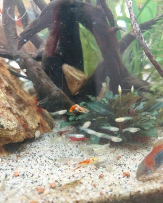 Avannotti guppy