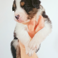 Cuccioli pastore australiano