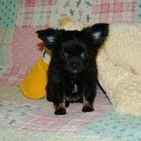 Chihuahua cucciolo Cherubino