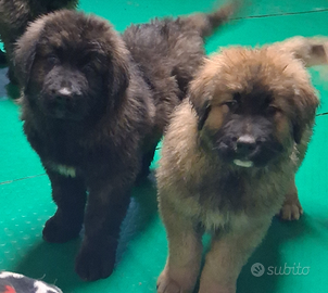 Super psstori del caucaso