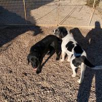 Incrocio tra cocker e golden retriver