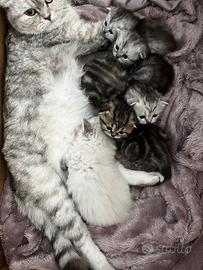 Schottish fold/straight